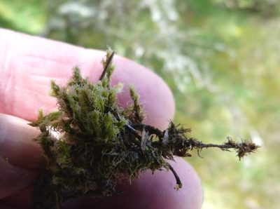 Racomitrium pruinosum, photographed by Colin Meurk