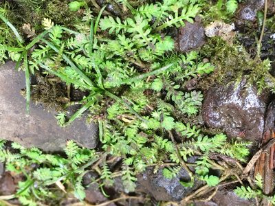 Leptinella nana, photographed by Jon Sullivan