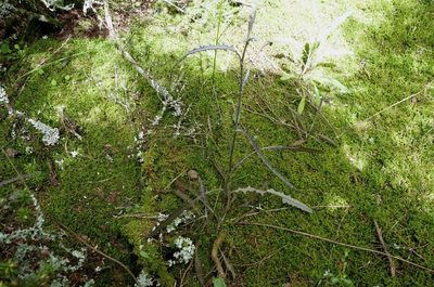 Senecio dunedinensis, photographed by Colin Meurk