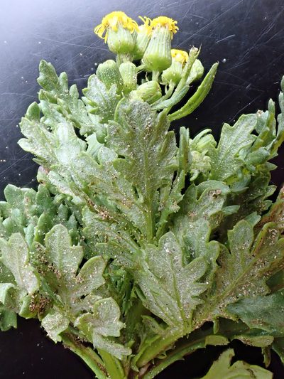 Senecio radiolatus, photographed by Peter de Lange