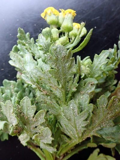 Senecio radiolatus, photographed by Peter de Lange