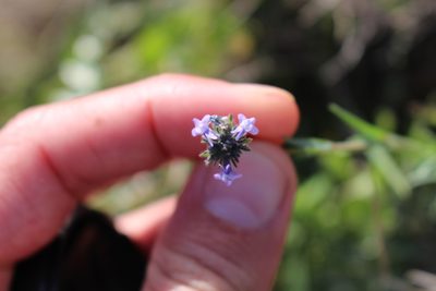 Linaria arvensis, photographed by Bastien Alegot