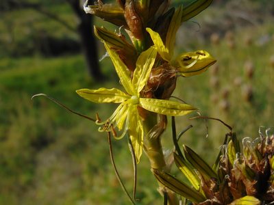 Asphodeline lutea, photographed by viridian