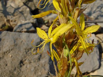 Asphodeline lutea, photographed by viridian