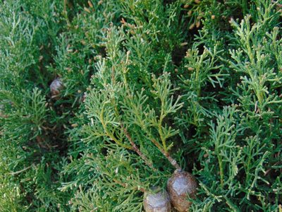 Cupressus sempervirens, photographed by viridian