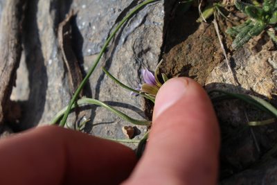 Romulea ramiflora, photographed by Bastien Alegot