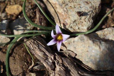 Romulea ramiflora, photographed by Bastien Alegot