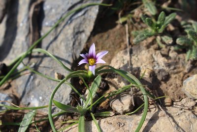 Romulea ramiflora, photographed by Bastien Alegot