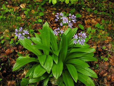 Scilla lilio-hyacinthus, photographed by Todd Boland