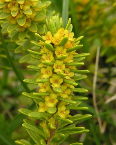Thymelaea tinctoria, photographed by Todd Boland