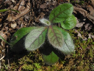 Hieracium compositum, photographed by Michael J. Papay