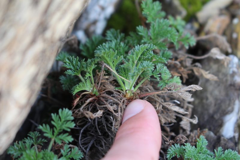 Erodium foetidum, photographed by Bastien Alegot