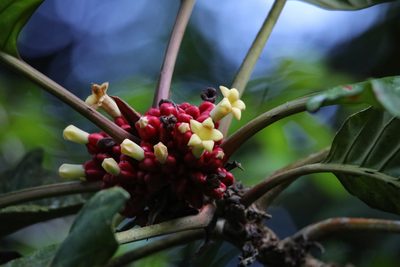 Pentagonia macrophylla, photographed by Aitor
