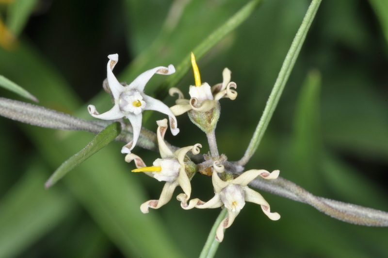 Tweedia brunonis, photographed by aacocucci