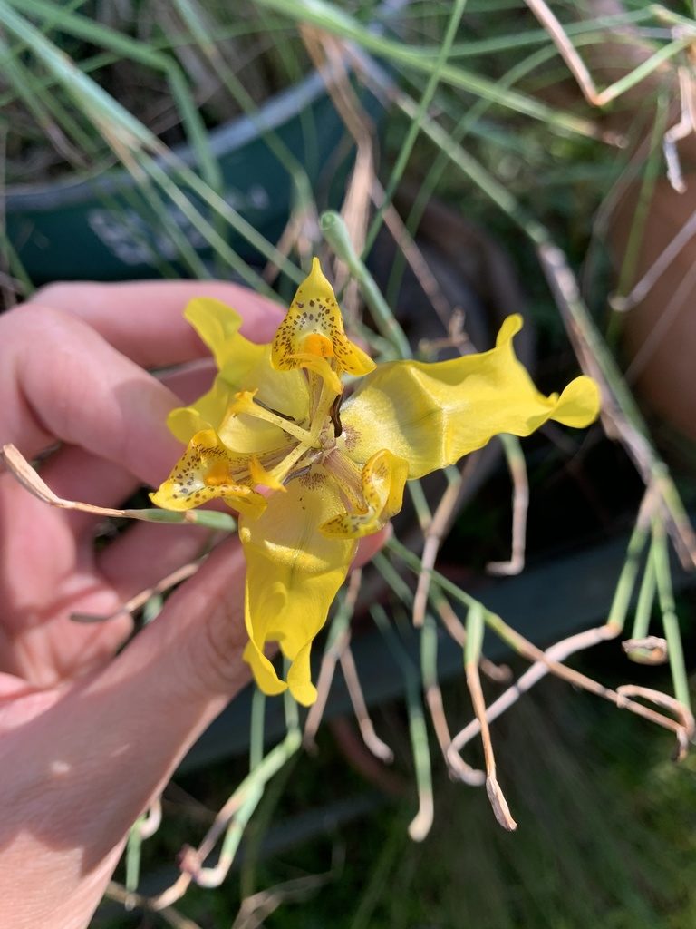 Cypella armosa, photographed by Verena Reutemann