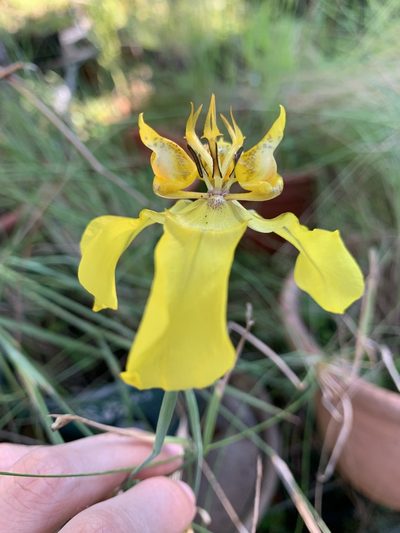 Cypella armosa, photographed by Verena Reutemann