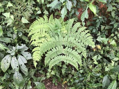 Dryopteris paleolata, photographed by Cheng-Tao Lin