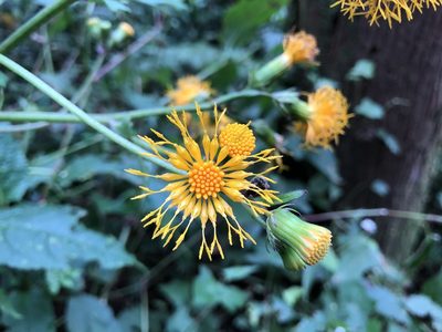 Gynura japonica, photographed by Cheng-Tao Lin