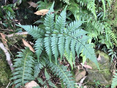 Athyrium arisanense, photographed by Cheng-Tao Lin