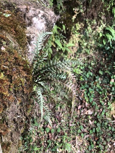 Oreogrammitis curtisii, photographed by Cheng-Tao Lin