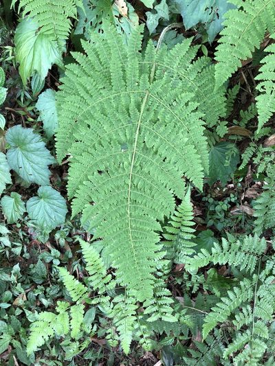 Acystopteris tenuisecta, photographed by Cheng-Tao Lin