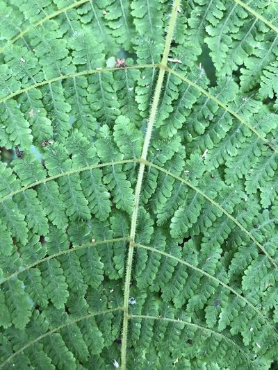 Acystopteris tenuisecta, photographed by Cheng-Tao Lin