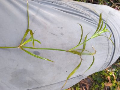 Juncus repens, photographed by Scott Ward
