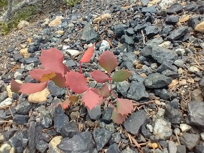 Berberis pumila, photographed by Drew Meyer