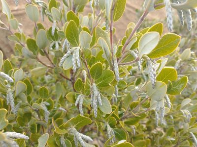 Garrya buxifolia, photographed by Drew Meyer