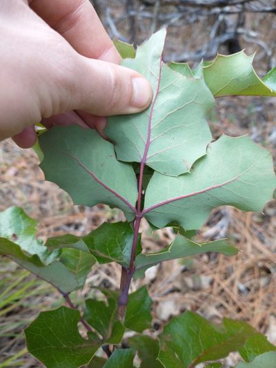 Berberis piperiana, photographed by Drew Meyer