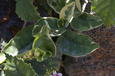 Pseuderanthemum maculatum, photographed by Don Johnston
