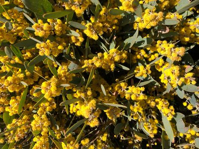 Acacia redolens, photographed by Jacob Dubi