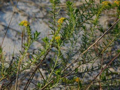 Euploca polyphylla, photographed by Jade Fortnash