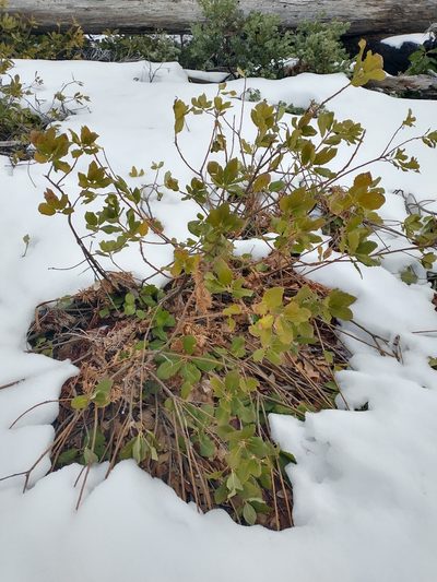 Quercus sadleriana, photographed by Drew Meyer