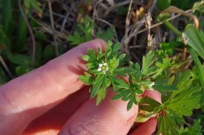 Geranium texanum, photographed by Eric Knight