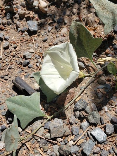 Calystegia atriplicifolia, photographed by John Gaskin
