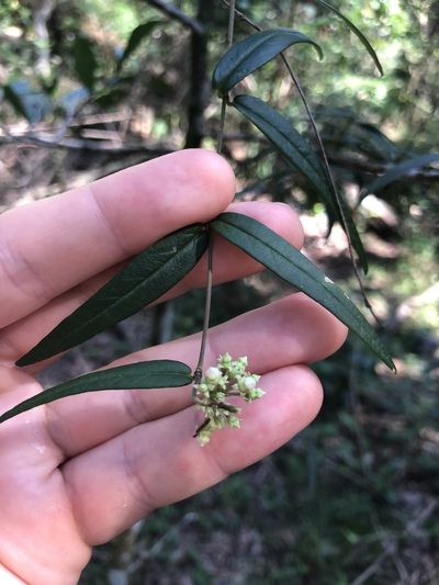 Parsonsia paulforsteri, photographed by Tim Shields