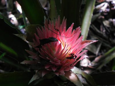 Ananas macrodontes, photographed by Thomaz Ricardo Favreto Sinani