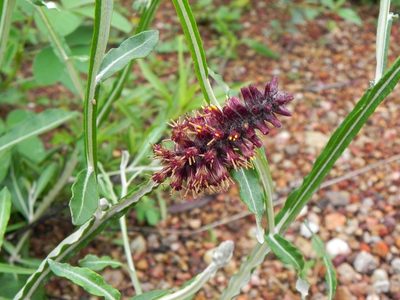 Pterocaulon purpurascens, photographed by Thomaz Ricardo Favreto Sinani