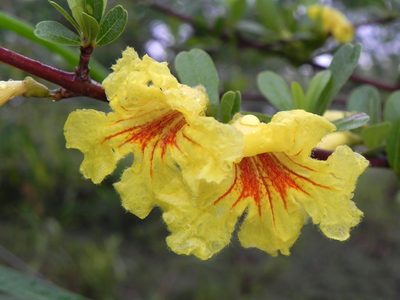 Tabebuia nodosa, photographed by Thomaz Ricardo Favreto Sinani