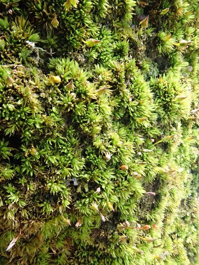 Macromitrium longirostre, photographed by Peter de Lange