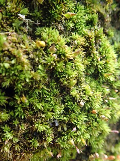 Macromitrium longirostre, photographed by Peter de Lange