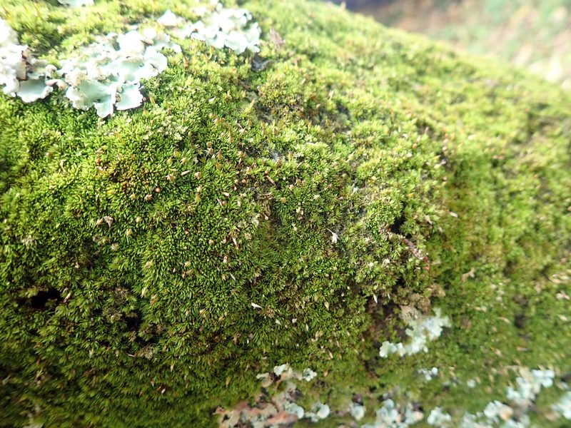 Macromitrium longirostre, photographed by Peter de Lange