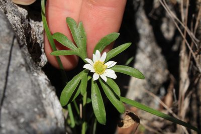 Anemone edwardsiana, photographed by Jake Rehage