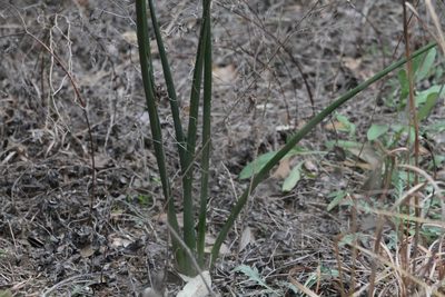 Hesperaloe parviflora, photographed by Reid Hardin