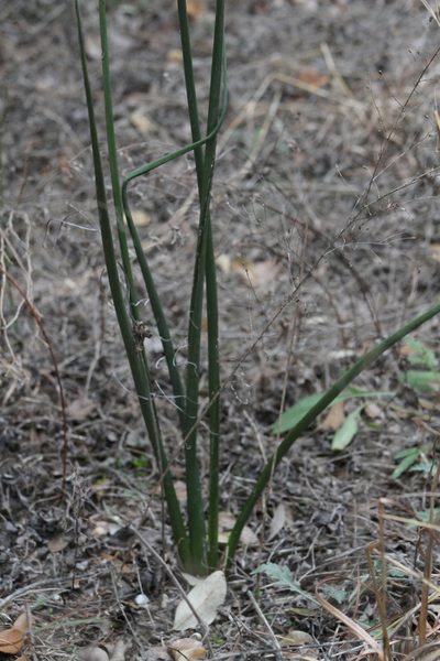 Hesperaloe parviflora, photographed by Reid Hardin