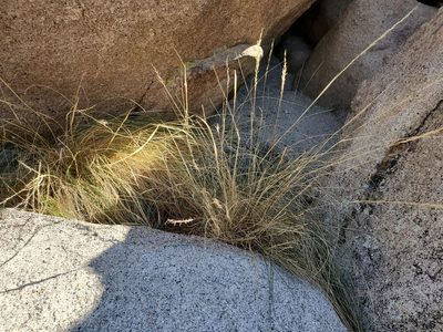 Pappostipa speciosa, photographed by Bob Miller