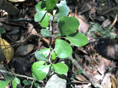 Planchonella cotinifolia, photographed by Tim Shields