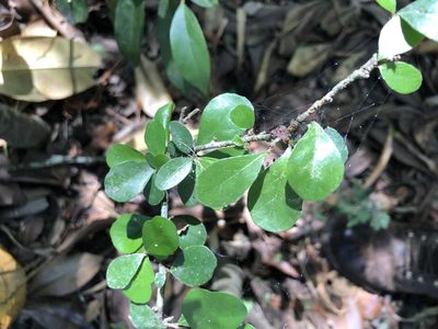 Planchonella cotinifolia, photographed by Tim Shields