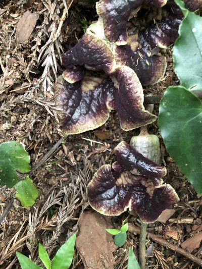 Asarum hypogynum, photographed by Cheng-Tao Lin